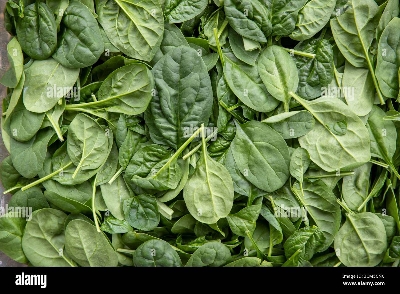 Frischen Blattspinat Stockfoto