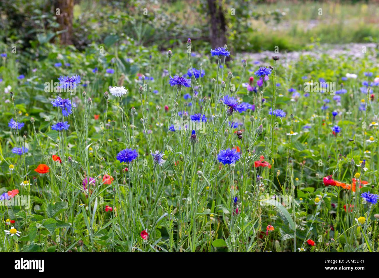 Wilde, lebendige Frühlingswiese mit bunten Wildblumen: Kornblumen, Mohnblumen und Gänseblümchen, in einem Wald mit Bäumen im Hintergrund, Beskiden, Polen. Stockfoto