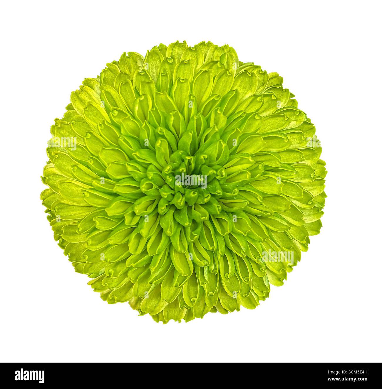 Close-up Blumenkopf von frischem grünem Chrysantheme isoliert auf dem weißen Hintergrund mit Beschneidungspfad. Blumendesign für Karten, Einladungen, p Stockfoto