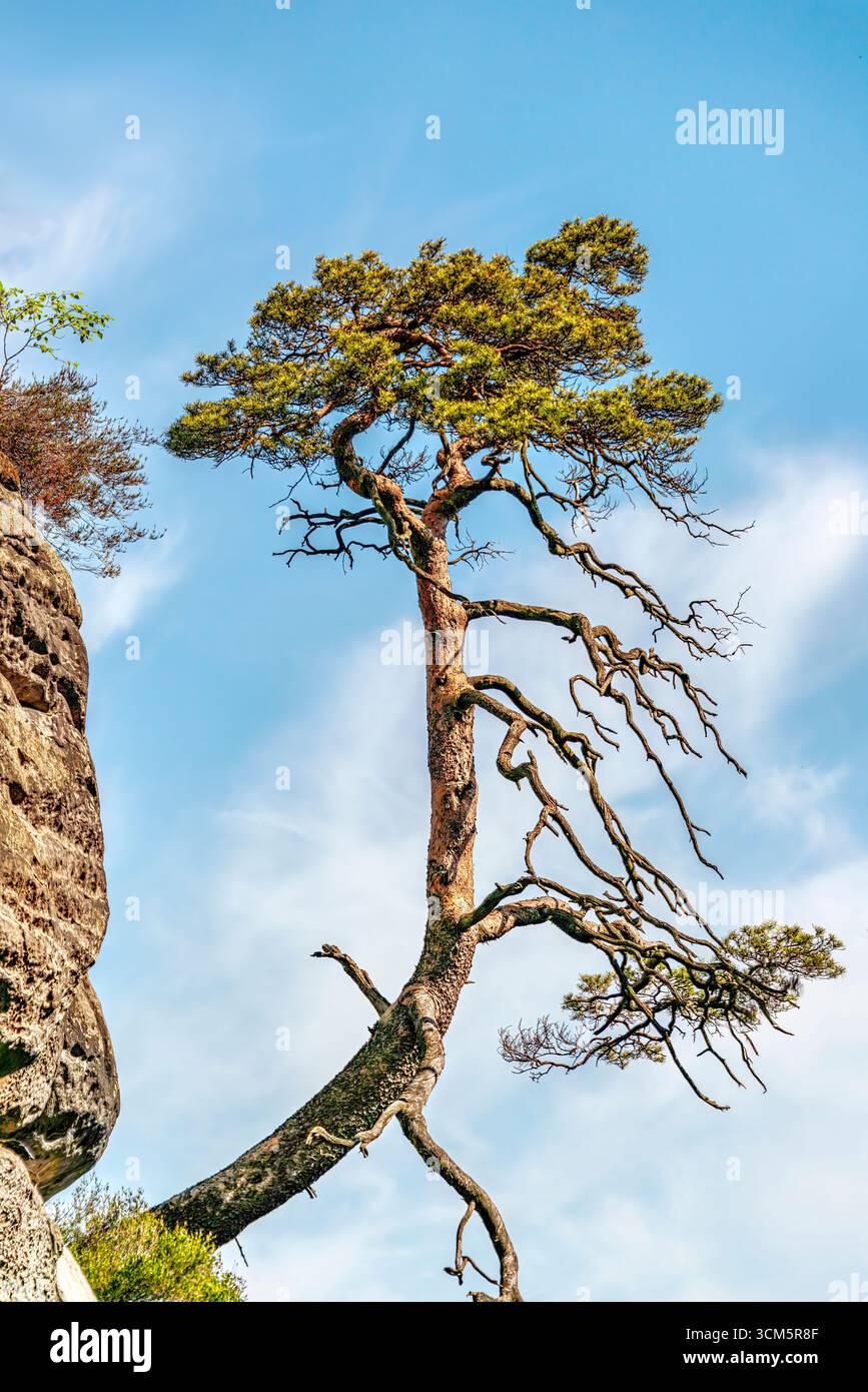 Einzelne Kiefer auf einer Sandsteinklippe in der Sächsischen Schweiz, Sachsen, Deutschland Stockfoto