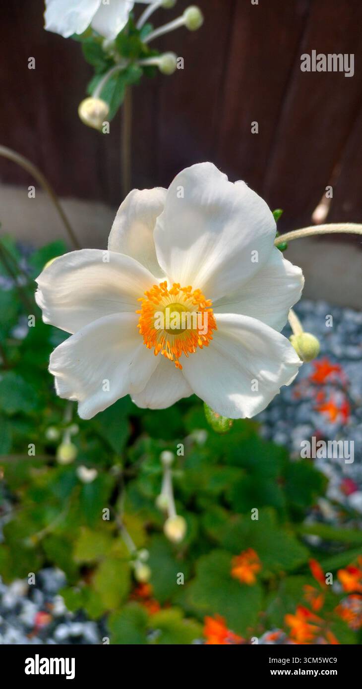 Eine weiße Anemone Stockfoto