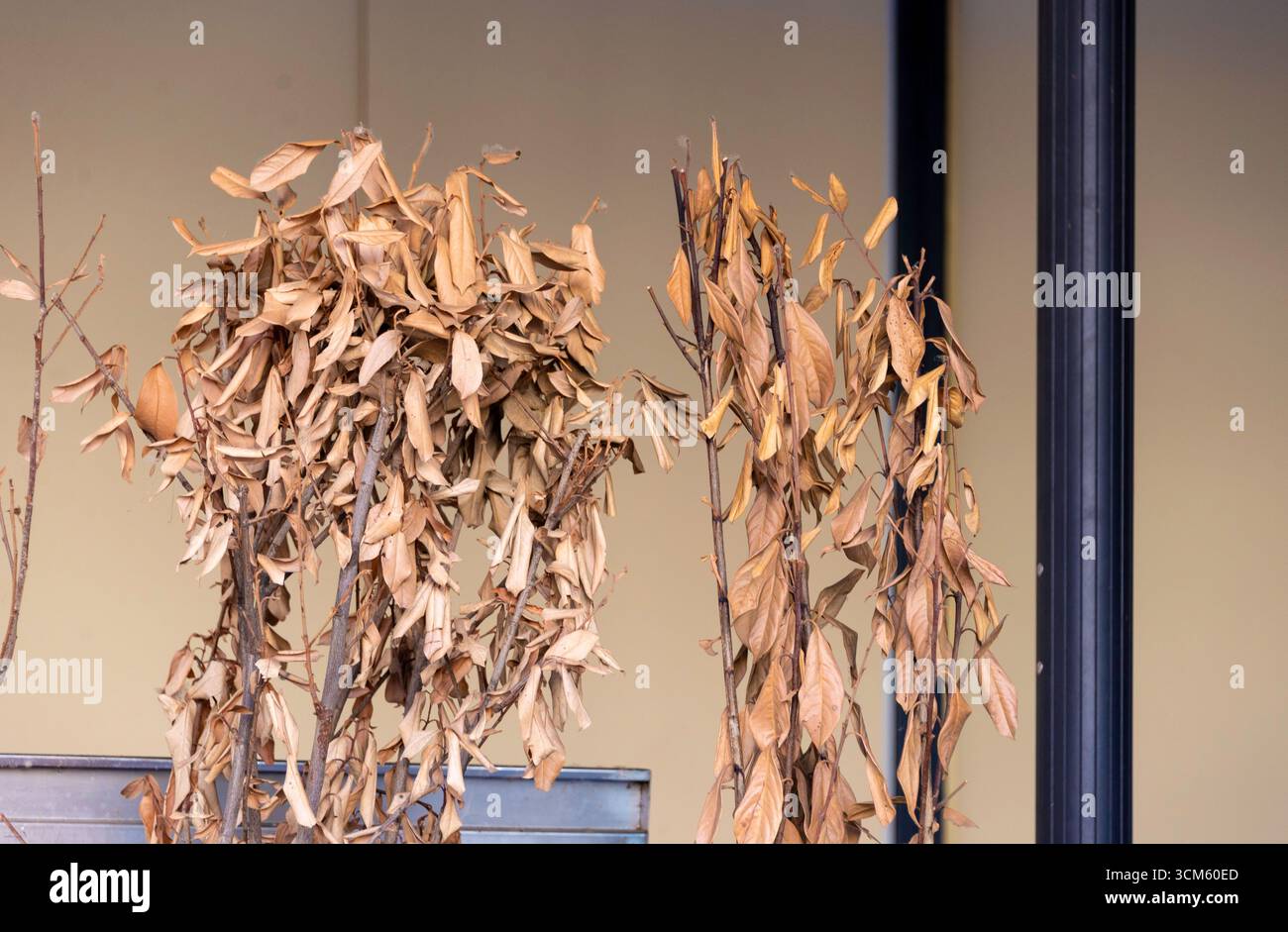 Ein minimalistisches Stillleben toter Pflanzen mit trockenen, braunen Blättern. Dieses abstrakte Bild erinnert an Themen des Verfalls, des Klimawandels, der Dürre und des Endes eines s Stockfoto