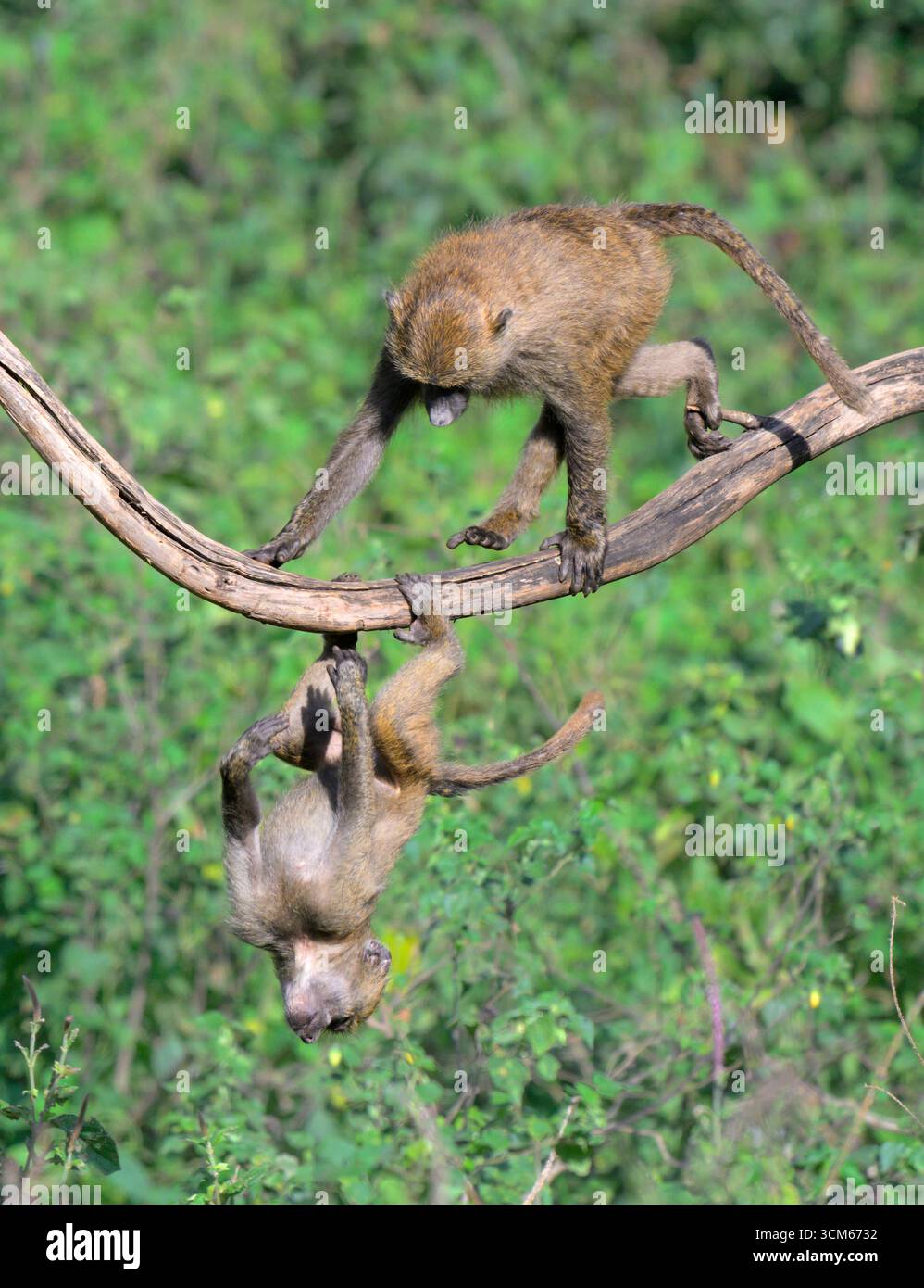 Junge Olivenpaviane (Papio anubis) spielen in einem Baum, Lake Nakuru National Park, Kenia. Stockfoto