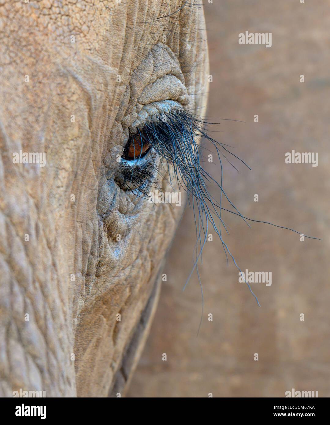 Afrikanisches Elefantenauge (Loxodonta africana) mit Wimpern, Nahaufnahme, Tsavo East National Park, Kenia. Stockfoto