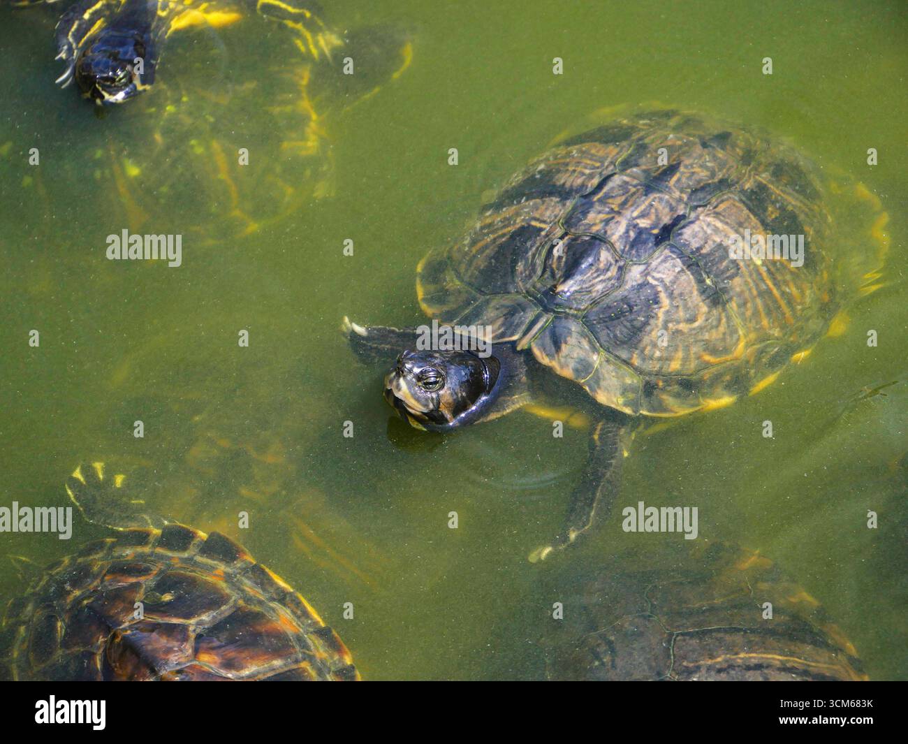Eine Schildkröte schwimmt unter dem Sonnenlicht. Stockfoto