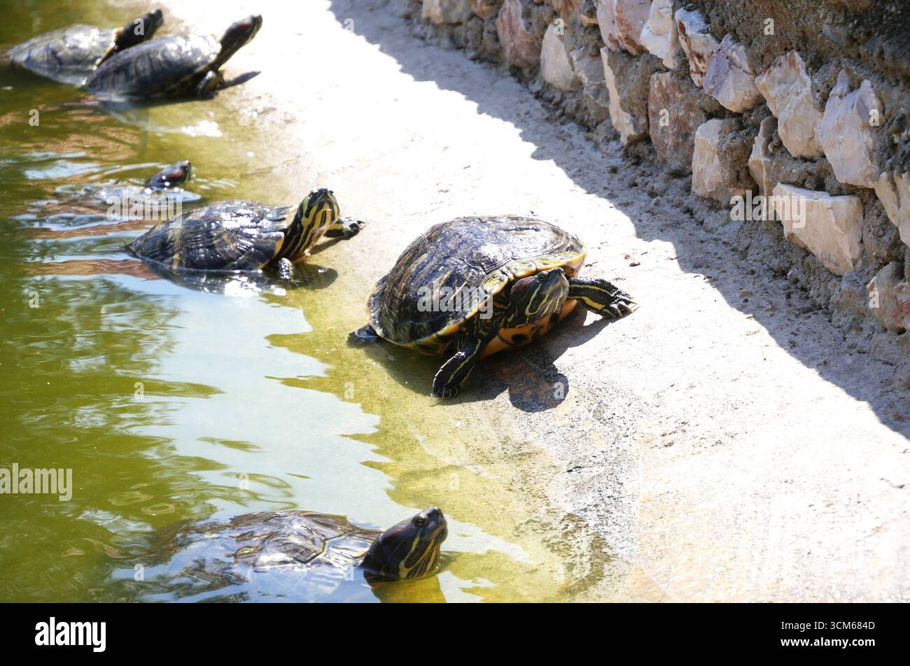 Landung wilder Schildkröten am Ufer. Stockfoto