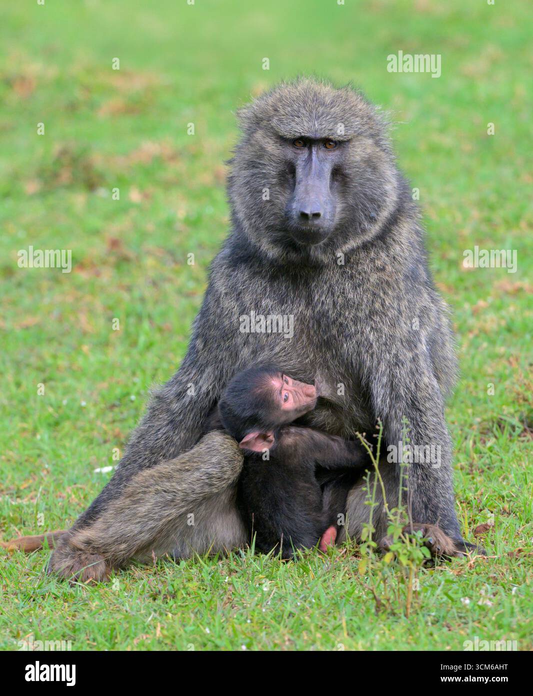 Olivenpaan (Papio anubis) weiblich mit Baby, Mount Elgon National Park, Kenia. Stockfoto