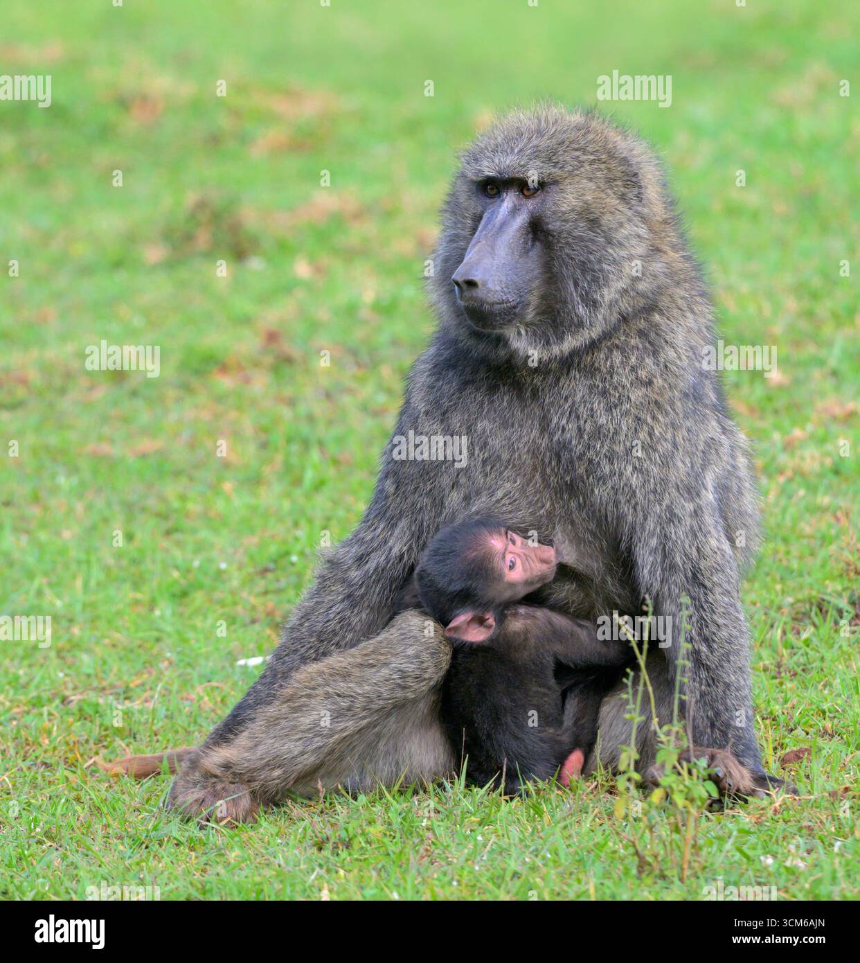 Olivenpaan (Papio anubis) weiblich mit Baby, Mount Elgon National Park, Kenia. Stockfoto