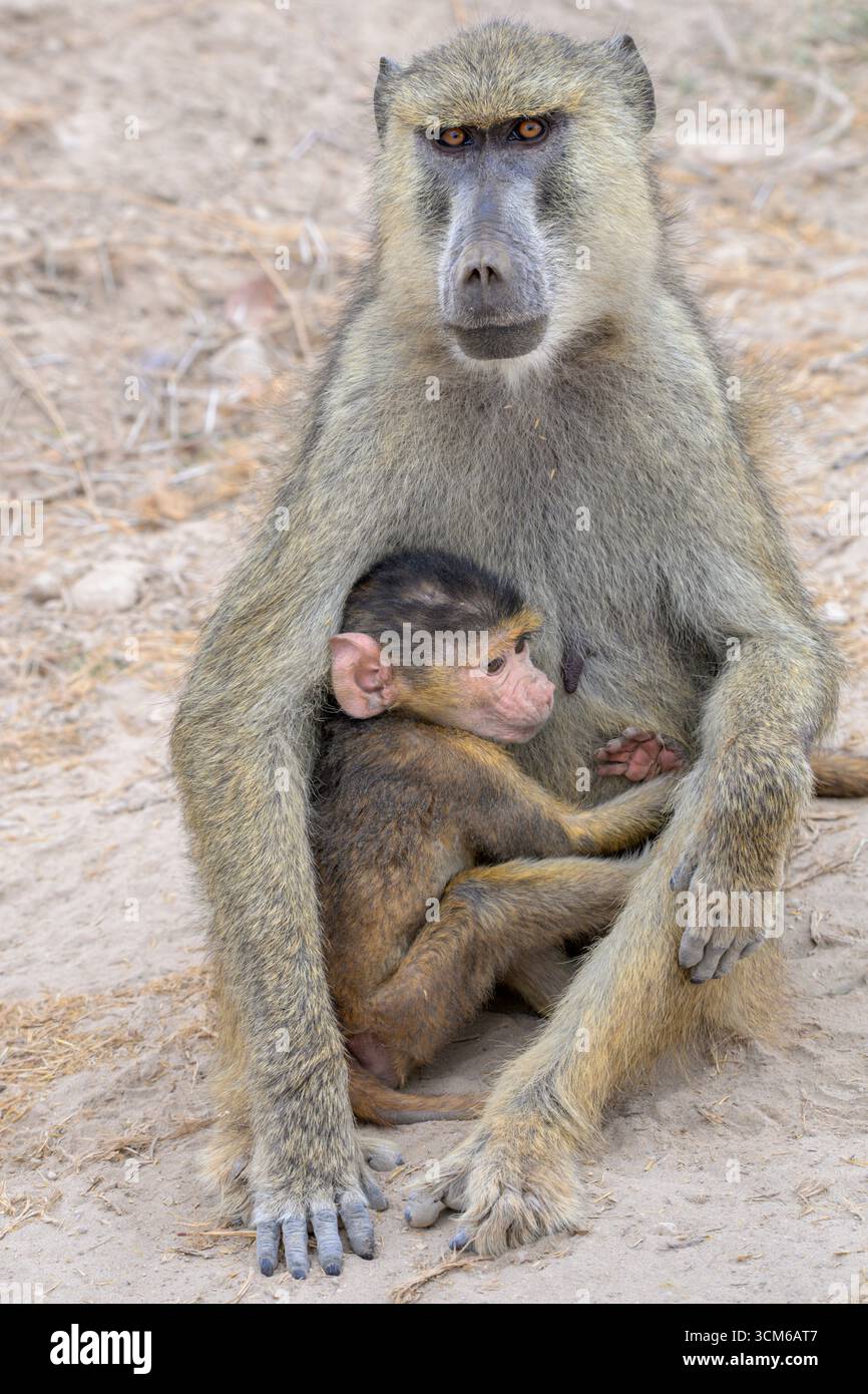 Gelber Pavian (Papio cynocephalus) Weibchen mit Baby, Amboseli National Rark, Kenia. Stockfoto