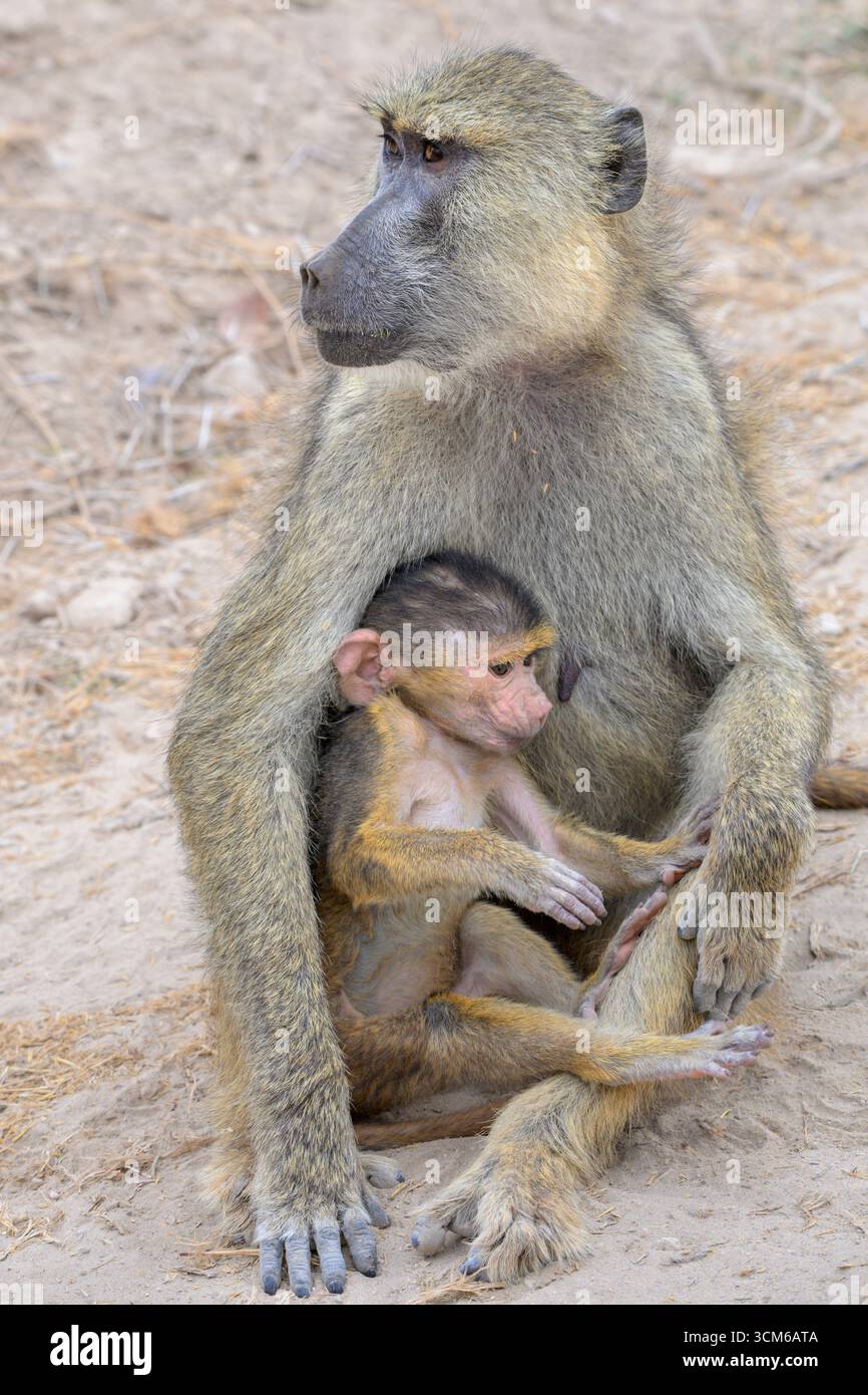 Gelber Pavian (Papio cynocephalus) Weibchen mit Baby, Amboseli National Rark, Kenia. Stockfoto