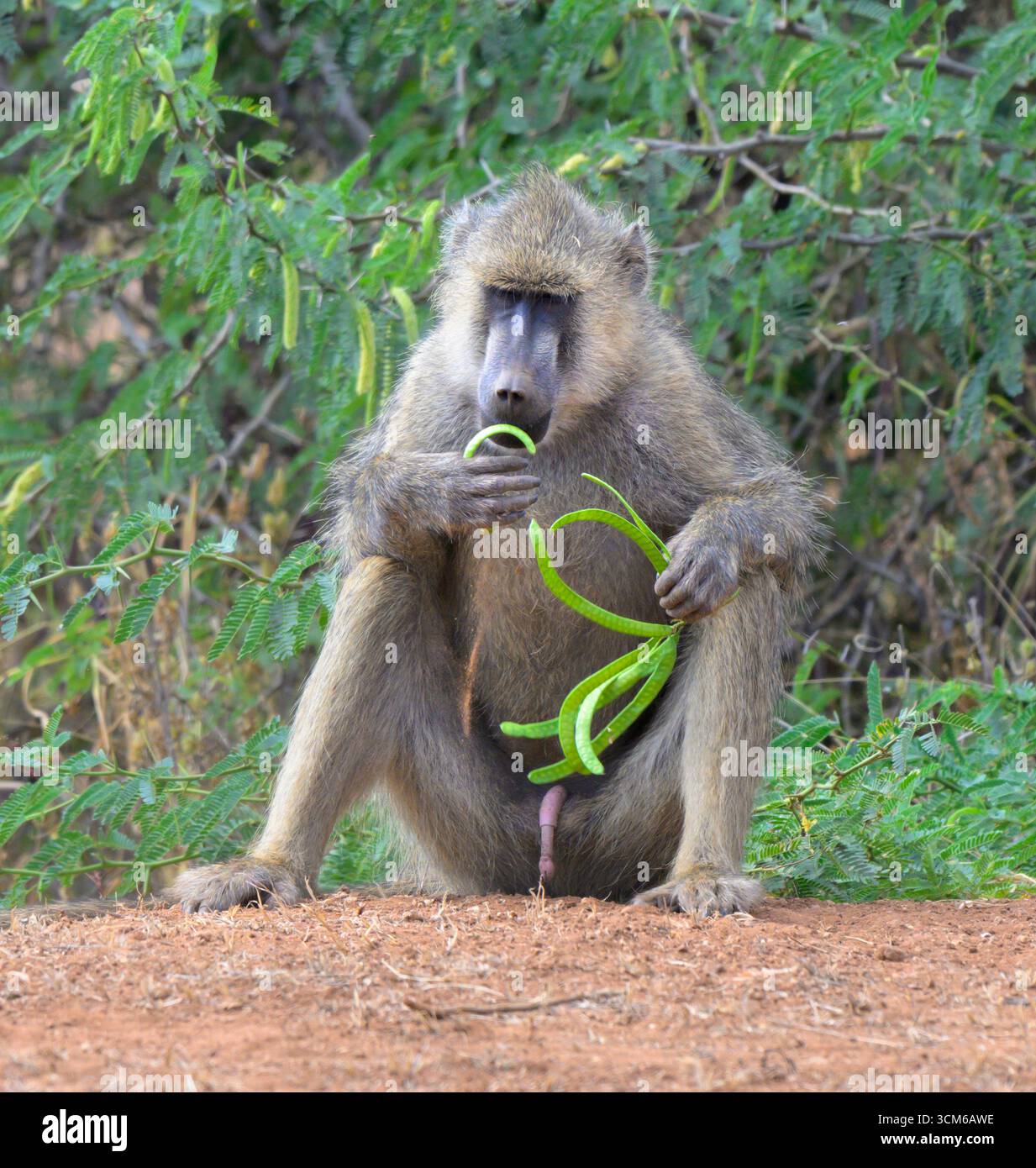 Gelber Pavian (Papio cynocephalus), männlich, der Akazienschote isst, Tsavo East National Park, Kenia. Stockfoto