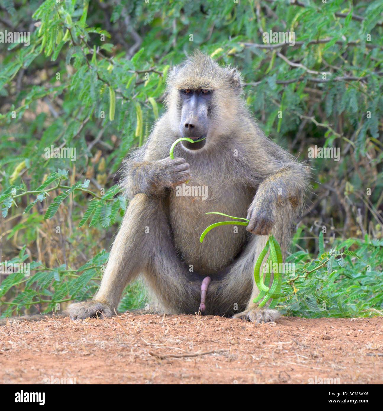 Gelber Pavian (Papio cynocephalus), männlich, der Akazienschote isst, Tsavo East National Park, Kenia. Stockfoto