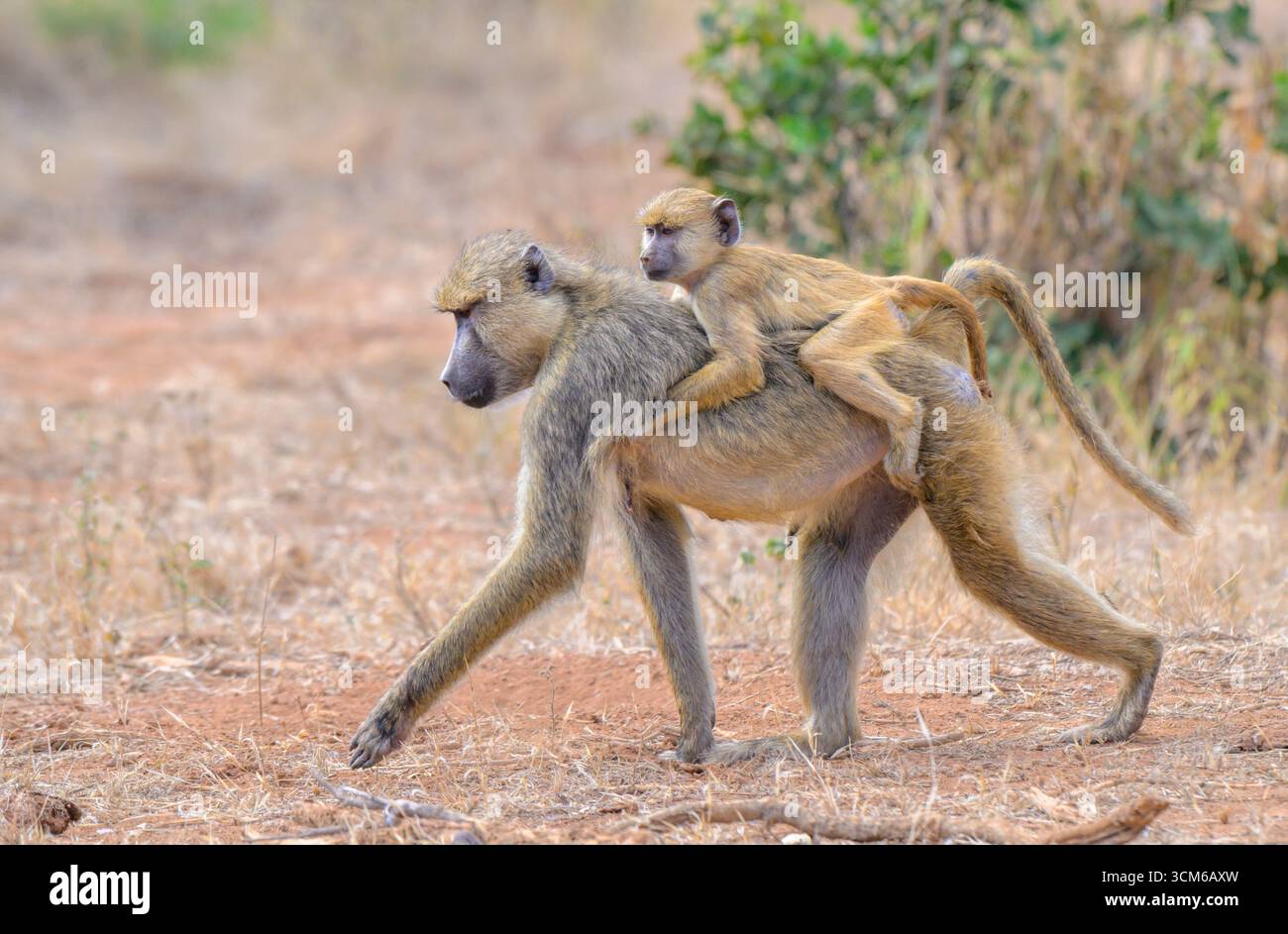 Gelber Pavian (Papio cynocephalus), Frau, die mit Baby auf dem Rücken läuft, Tsavo East National Park, Kenia. Stockfoto
