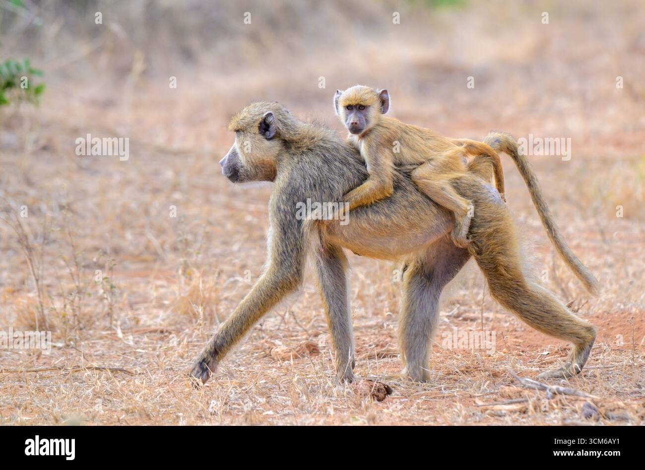 Gelber Pavian (Papio cynocephalus), Frau, die mit Baby auf dem Rücken läuft, Tsavo East National Park, Kenia. Stockfoto