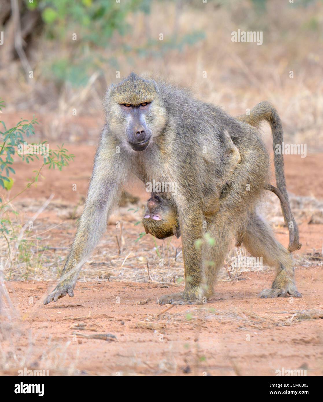 Glückliche Mutter Gelber Pavian (Papio cynocephalus), der mit einem Baby läuft, das sich darunter festhält und unterwegs lächelt. Tsavo East National Park, Kenia. Stockfoto