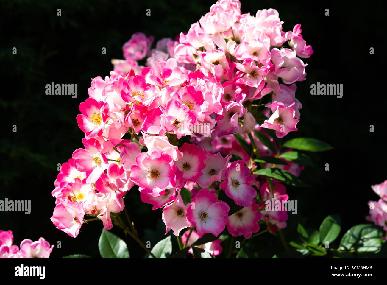 Eine Gruppe von Rosa Mozart Hybrid Moschusrosen in voller Blüte mit rosafarbenen Blüten und weißen Mittelpunkten, die eine auffällige und dekorative Gartenausstellung schaffen. Stockfoto