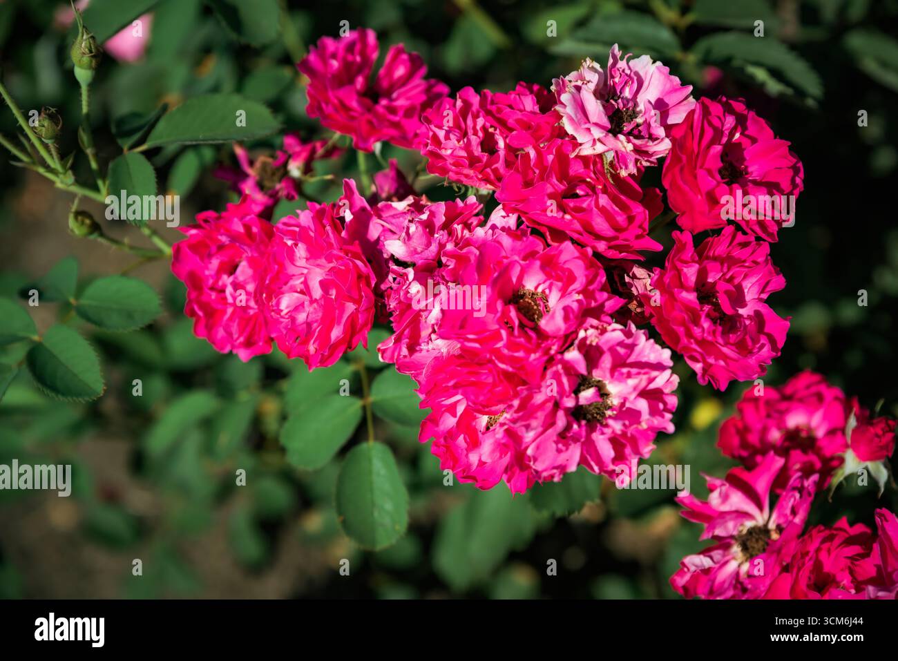 Blick von oben auf die rosafarbenen Winnipeg Parks Moderne Strauchrosen blühen in einem Sommergarten mit weichen Blütenblättern, grünen Blättern und lebhaften Naturtönen. Stockfoto