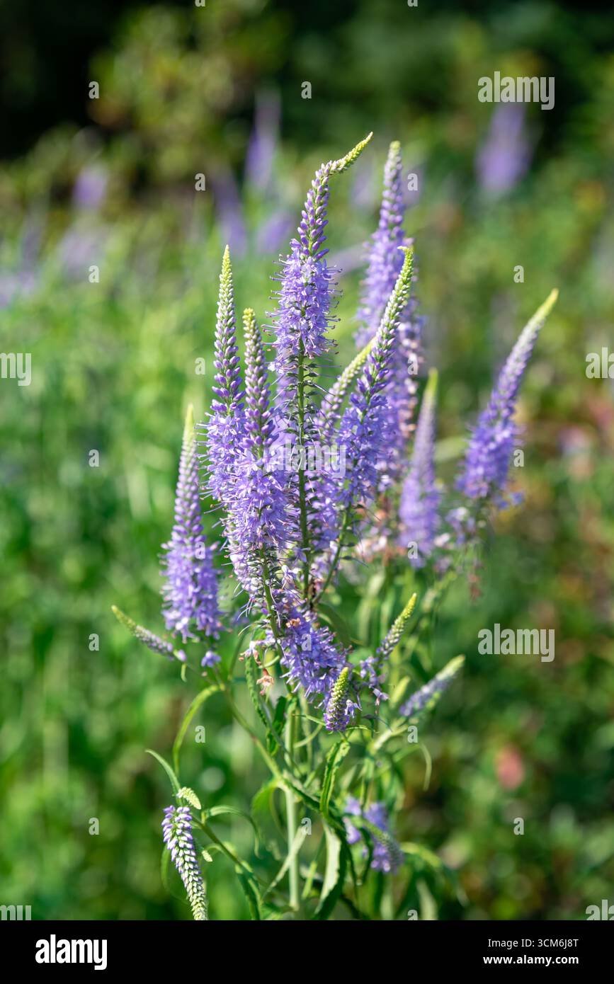 Hohe violette Blütenspitzen von Veronica longifolia stehen anmutig zwischen grünen Blättern in einem sonnigen Garten, der Höhe und lebendige Farben verleiht. Stockfoto
