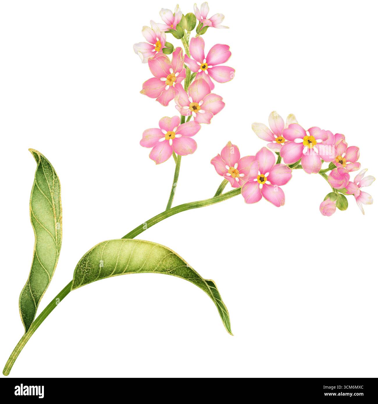 Realistische botanische Aquarellmalerei mit goldenen Umrissen von Rosa Vergiss mich nicht Blumenzweig mit Blättern, die auf transparentem Hintergrund wachsen Stockfoto