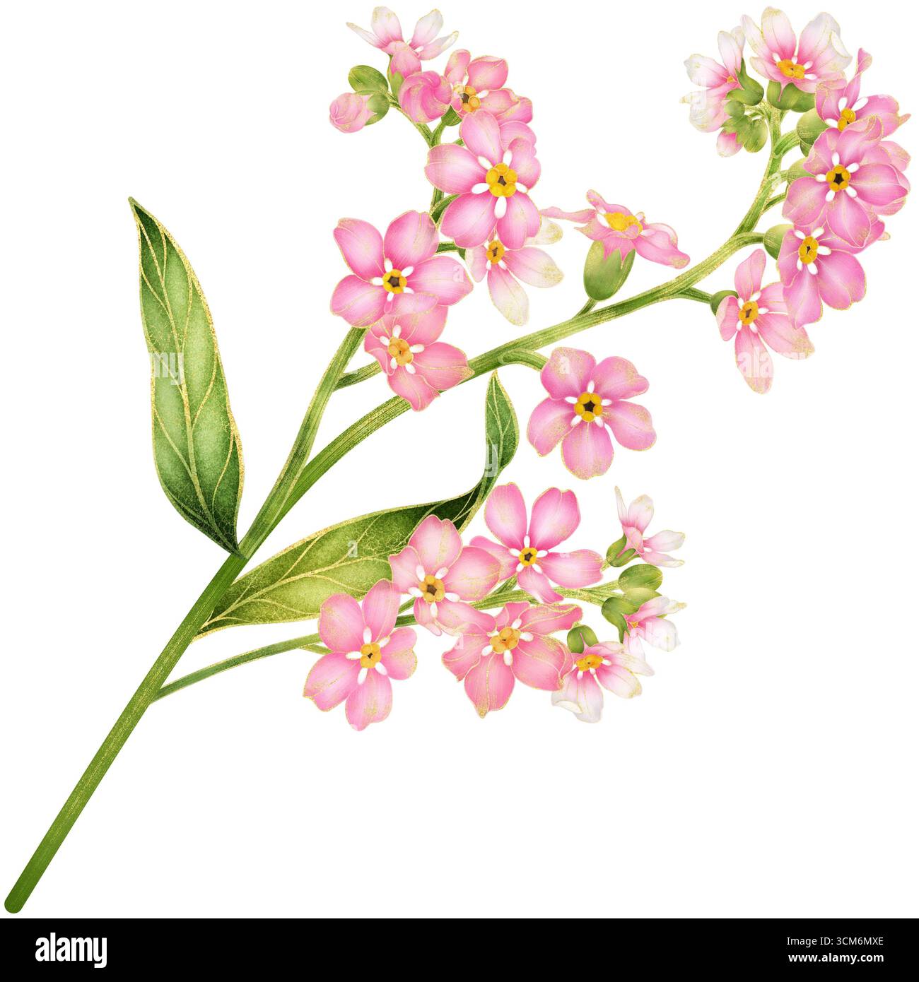 Realistische botanische Aquarellmalerei mit goldenen Umrissen von Rosa Vergiss mich nicht Blumenzweig mit Blättern, die auf transparentem Hintergrund wachsen Stockfoto