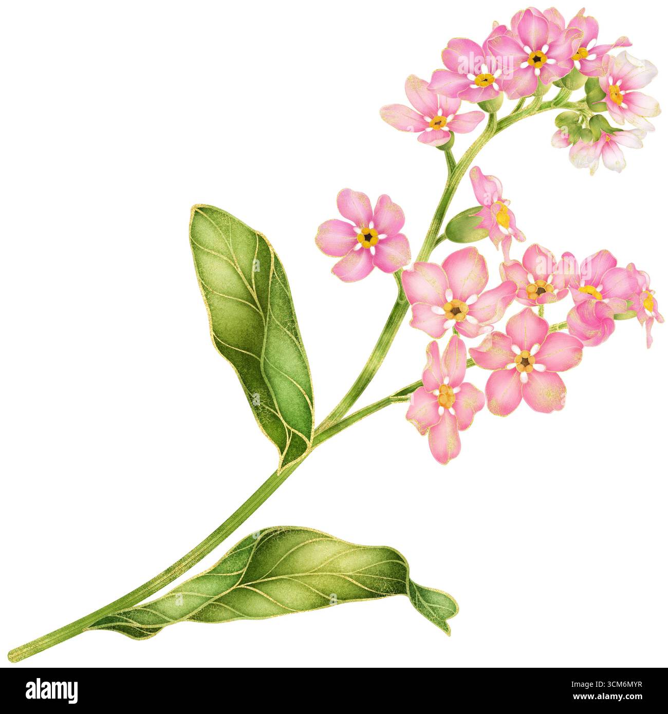 Realistische botanische Aquarellmalerei mit goldenen Umrissen von Rosa Vergiss mich nicht Blumenzweig mit Blättern, die auf transparentem Hintergrund wachsen Stockfoto