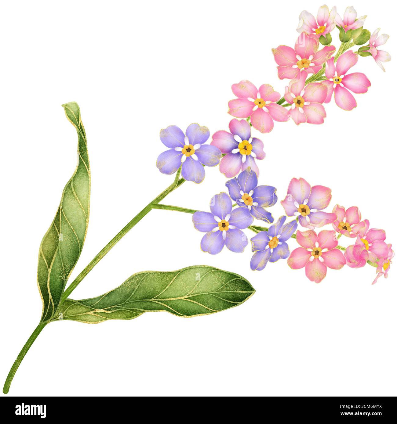 Realistische botanische Aquarellillustration von Verlaufsrosa und Violett Vergiss mich nicht Blumenzweig mit grünen Blättern Stockfoto