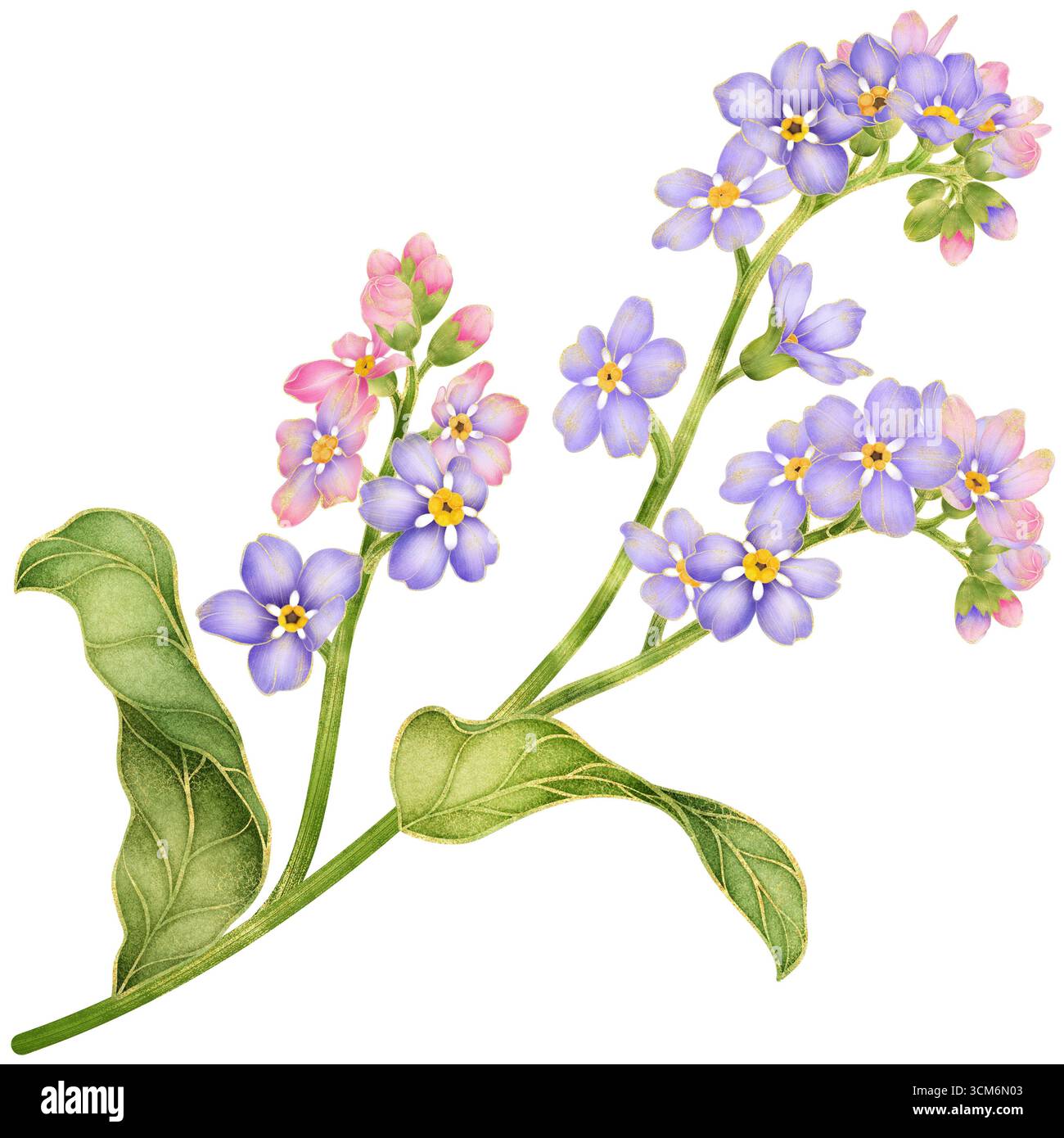Realistische botanische Aquarellillustration von Verlaufsrosa und Violett Vergiss mich nicht Blumenzweig mit grünen Blättern Stockfoto