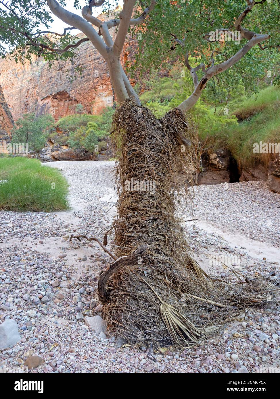 Flutschutt, der an einem Baum in der Piccaninny Gorge im Purnululu-Nationalpark gefangen wurde Stockfoto