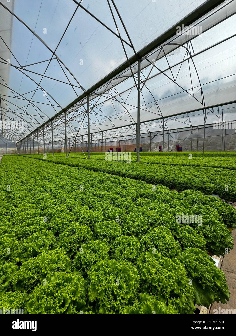Intelligente Landwirtschaft im Gewächshaus Stockfoto