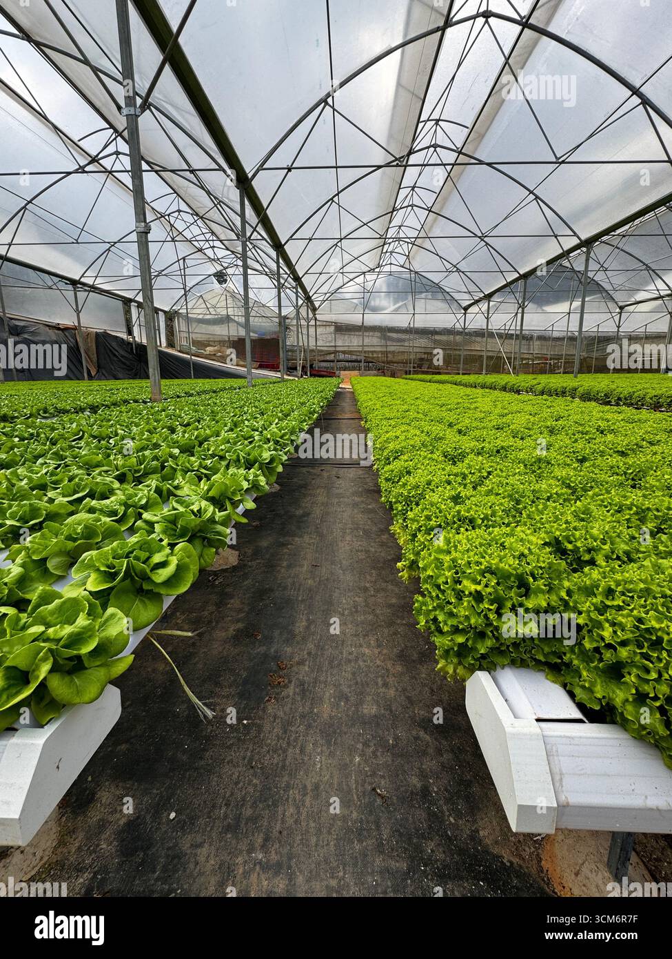 Intelligente Landwirtschaft im Gewächshaus Stockfoto