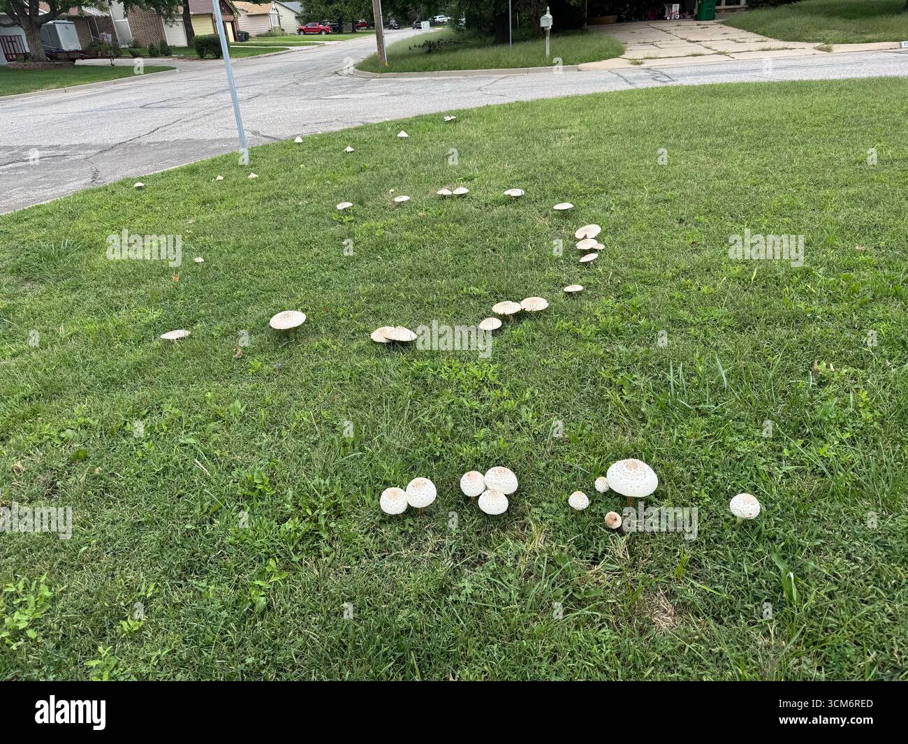 Pilze oder Toadstoole, Chlorophyllum molybdite, die in einem Feenring auf einem Rasen in Wichita, Kansas, USA, wachsen. Stockfoto