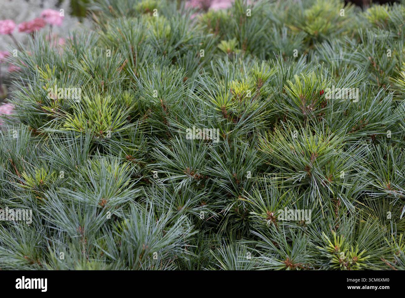 Pinus strobus 'minuta' Zwerg östliche Weißkiefer. Stockfoto
