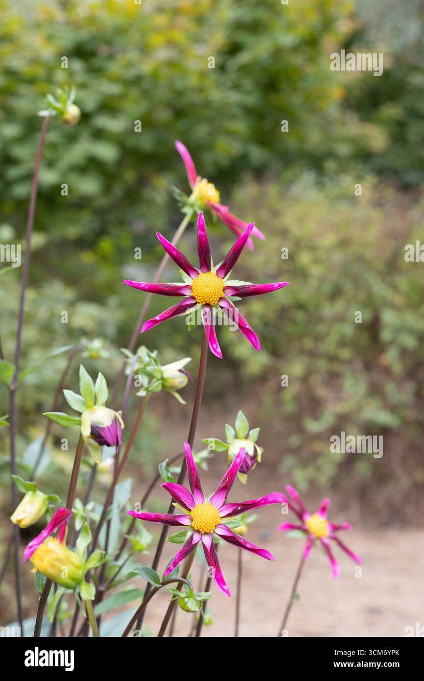 Kelsey Betelgeuse Dahlienblüten vom Orchideentyp Dahlien. Stockfoto