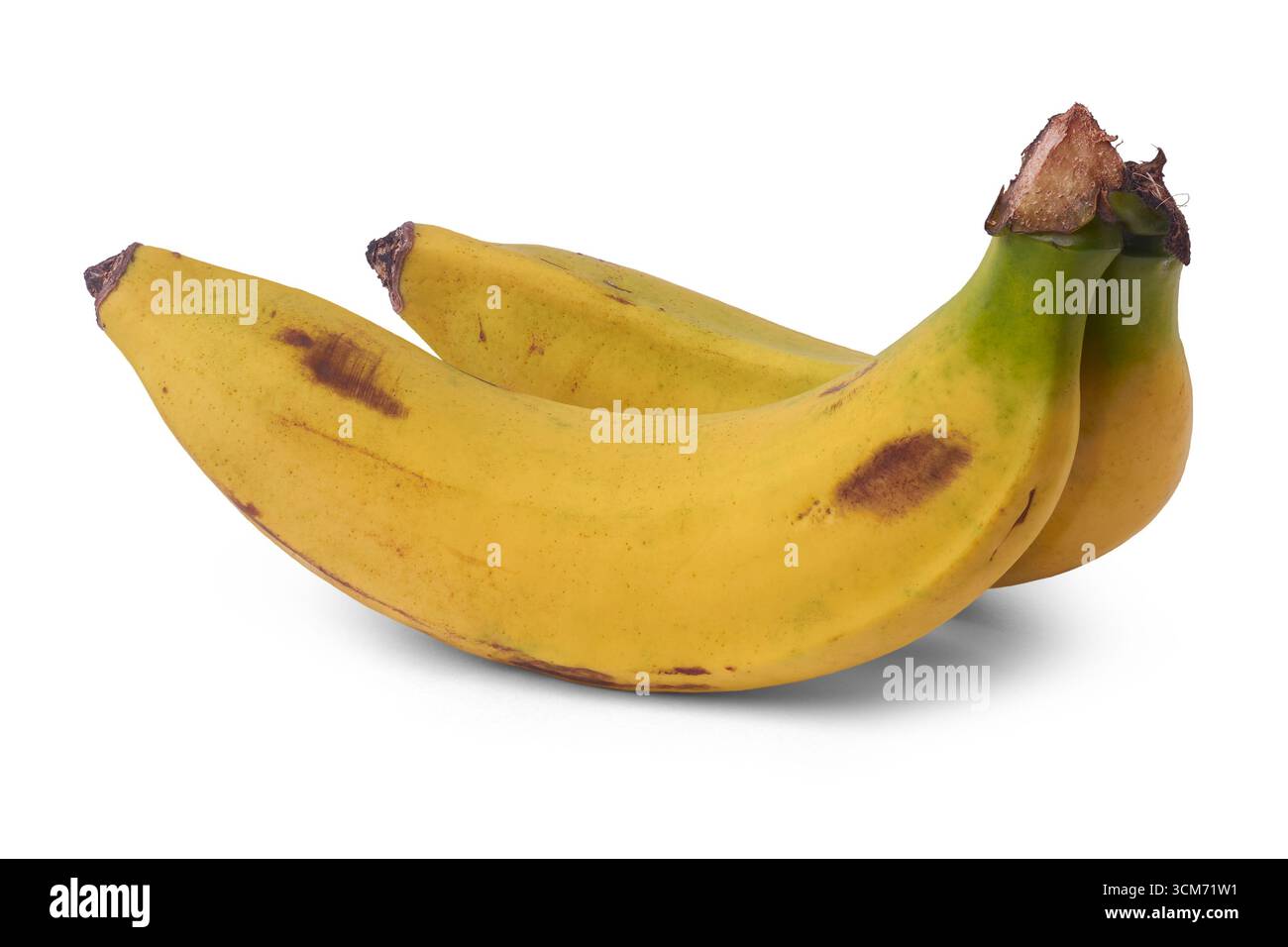 Zwei reife Bananen mit gelben Schalen und braunen Flecken grüner Stängel isolierter weißer Hintergrund, gesunde Früchte mit natürlichem Alterungsprozess, gesunde Ernährung Stockfoto
