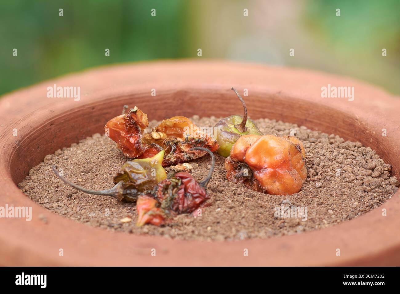 Nahaufnahme von überreifen Chilischoten in Rot und Grün im Tontopf mit dunklem Boden auf unscharfem Gartenhintergrund, Seitenansicht mit Kopierraum, Nachhaltigkeit Stockfoto