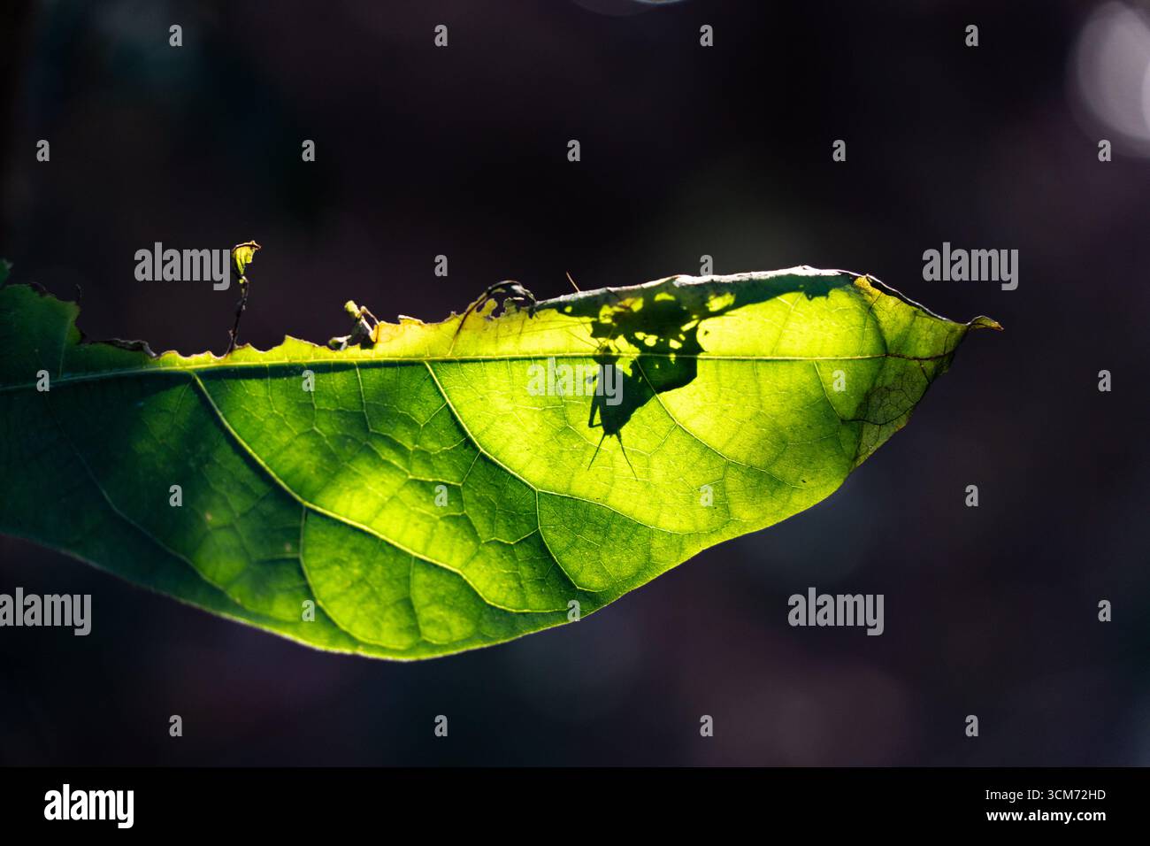 Silhouette eines Insekts, das sich an einem Blatt ernährt, von Sonnenlicht beleuchtet, Präfektur Saga, Japan. Die Szene ähnelt einem Darsteller, der auf ein natürliches Grün projiziert wird Stockfoto