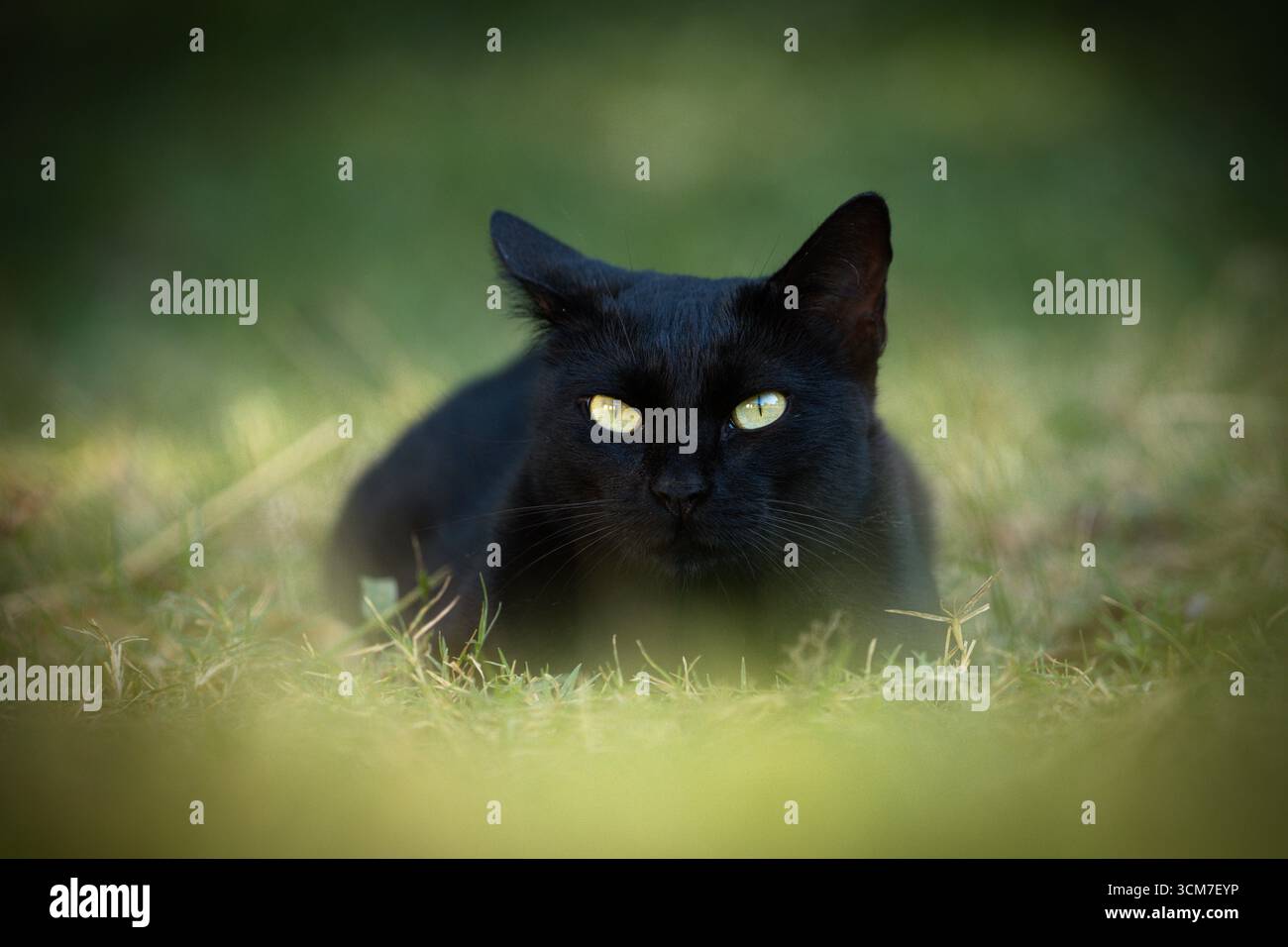 Schwarze Katze auf Gras mit grünen Augen Stockfoto