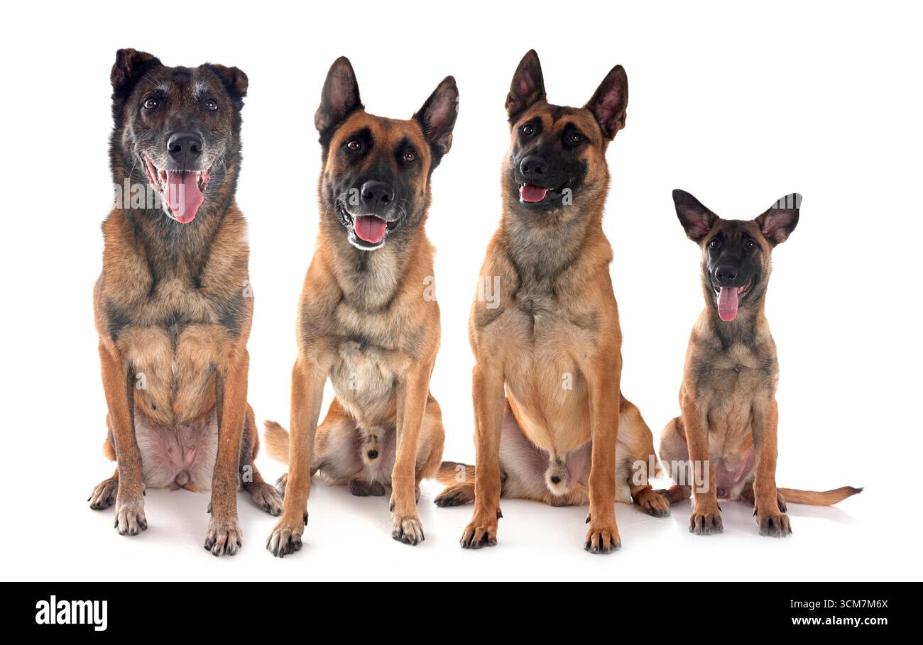 belgische Schäferhunde vor weißem Hintergrund Stockfoto