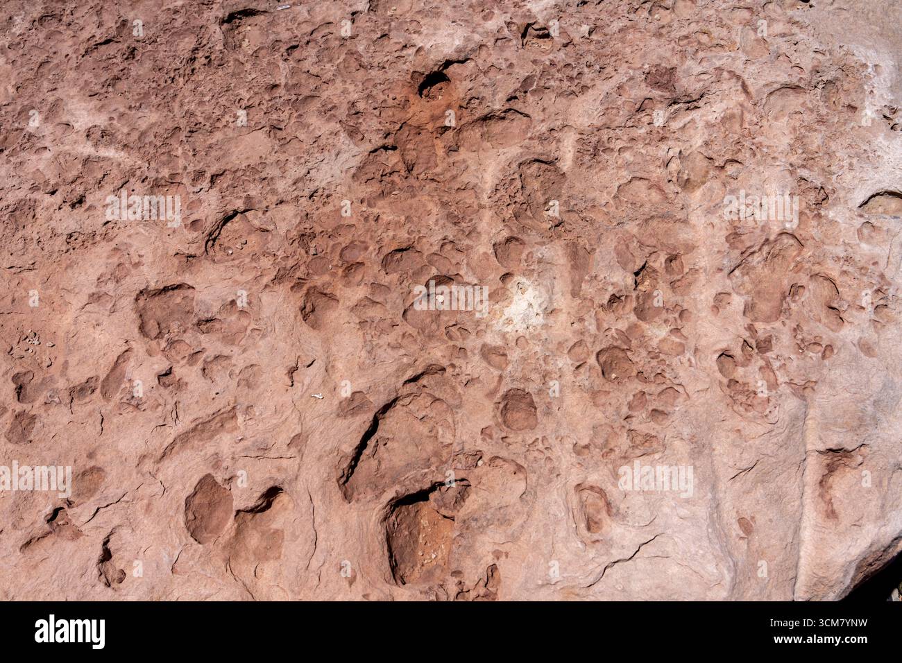 Eine Sandsteinplatte, bedeckt mit nicht identifizierten fossilen Spuren im Moab Giants Dinosaur Park, Moab, Utah. Stockfoto