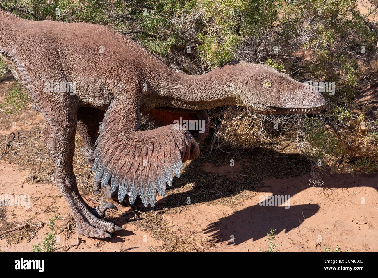 Lebensgroße Nachbildung des Dinosauriers Deinonychus antirrrhopus der Dinosaurierpark Moab Giants in Moab, Utah. Deinonychus war ein mittelgroßer Raptor, größer Stockfoto