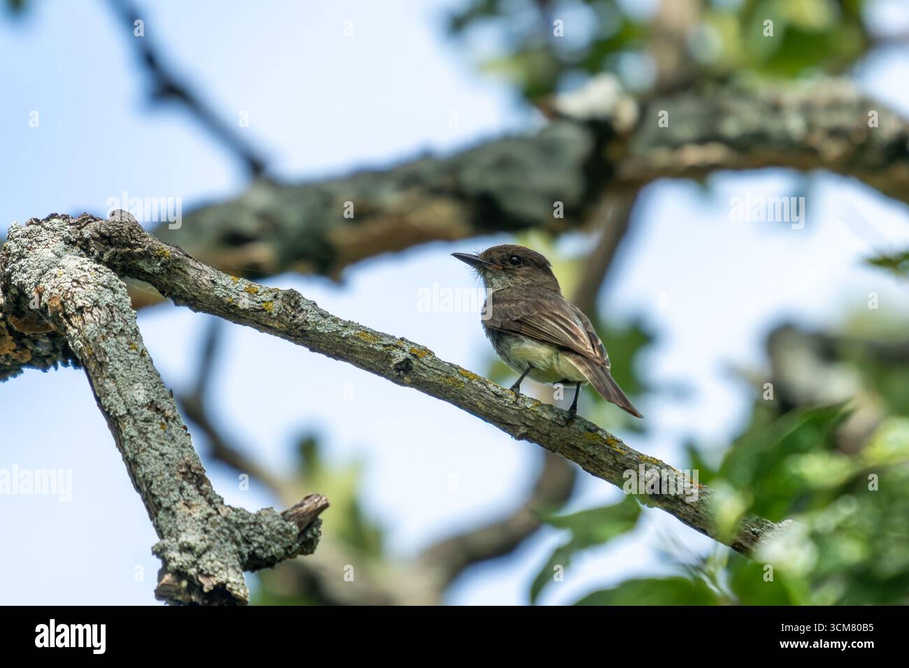 Ein östlicher Phoebe, Sayornis phoebe, sitzt auf einer Niederlassung in Denton, Texas. Stockfoto