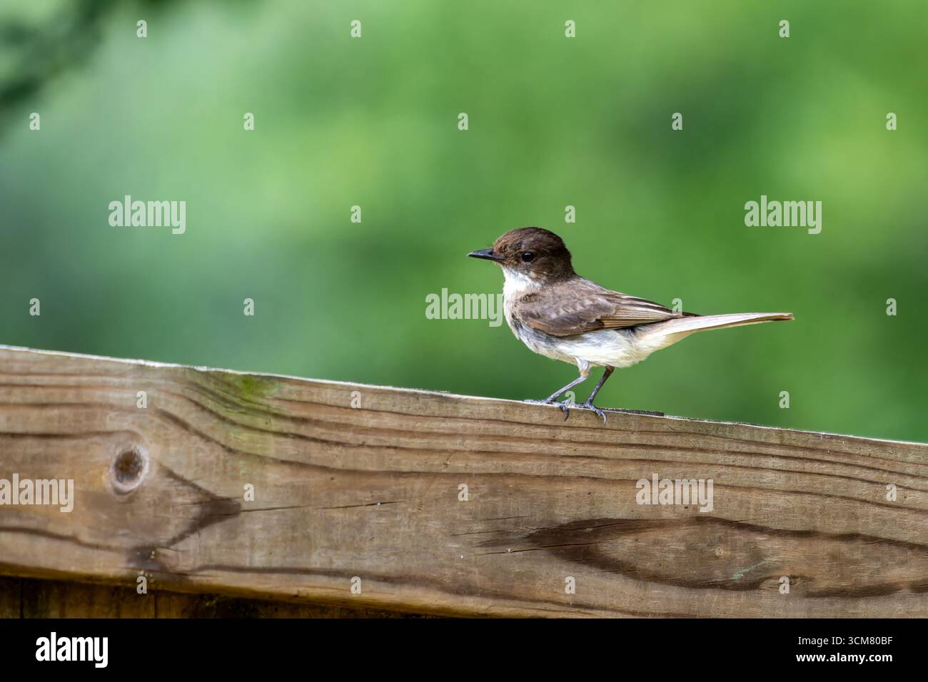 Eine östliche Phoebe, Sayornis phoebe, thront auf einem Zaun in Denton, Texas. Stockfoto