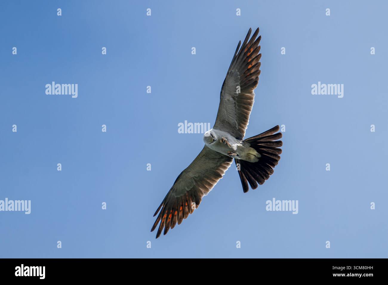 Ein Mississippi-Kite, Ictinia mississippiensis, frisst ein großes Insekt, während er in Texas über sich schwebt. Stockfoto