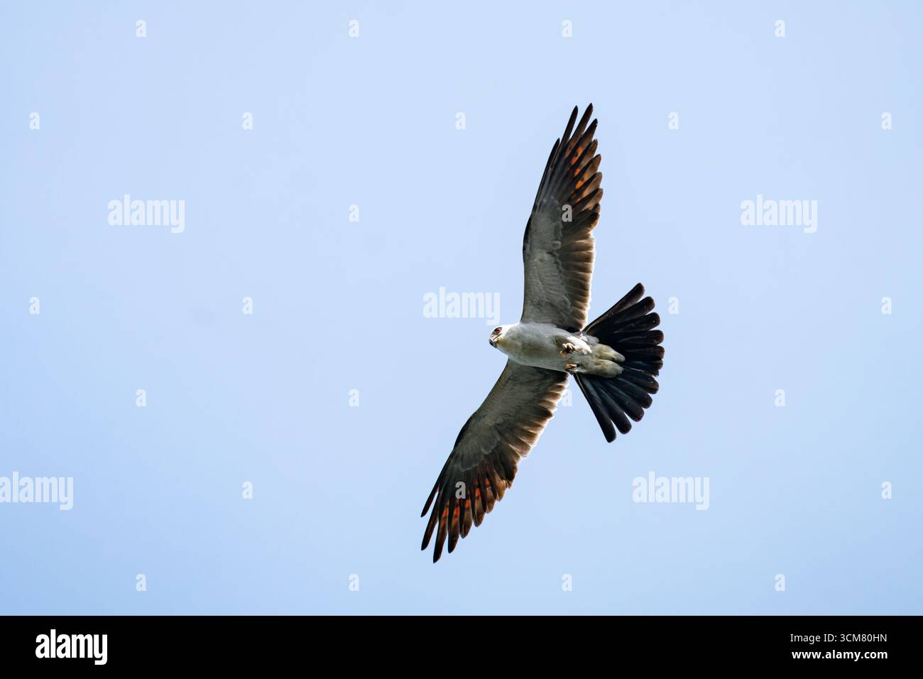 Ein Mississippi-Kite, Ictinia mississippiensis, der in Texas auf der Jagd nach Insekten aufsteigt. Stockfoto