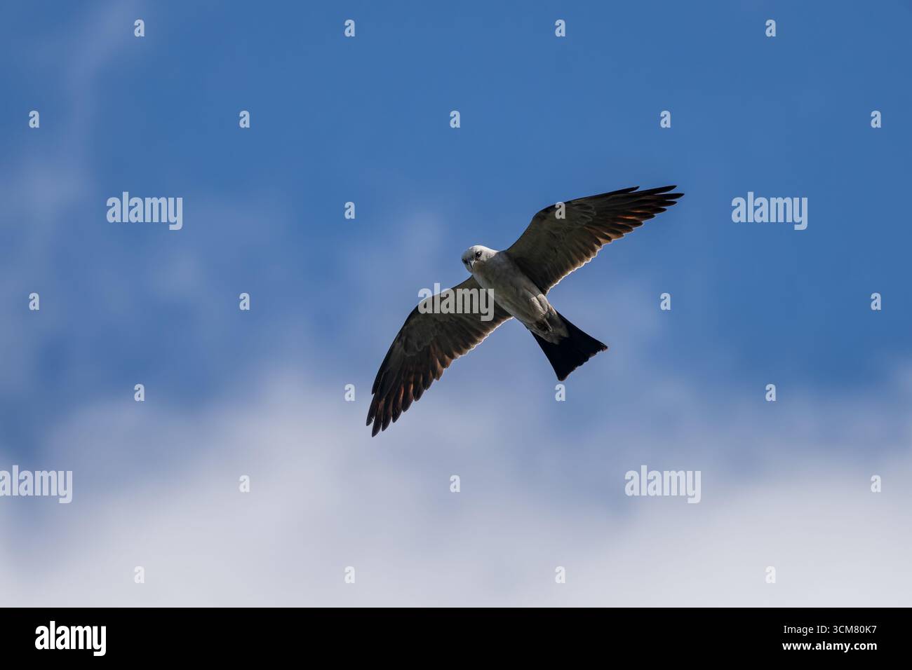 Ein Mississippi-Kite, Ictinia mississippiensis, der in Texas auf der Jagd nach Insekten aufsteigt. Stockfoto