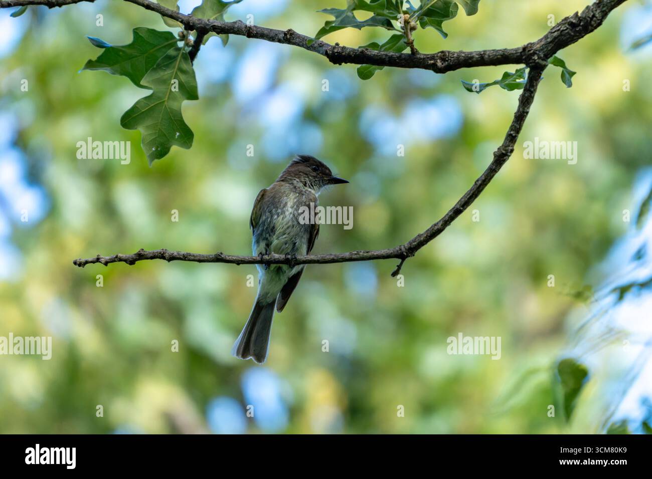 Ein östlicher Phoebe, Sayornis phoebe, sitzt auf einer Niederlassung in Denton, Texas. Stockfoto