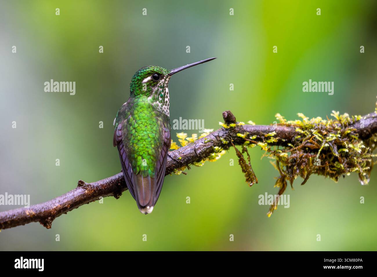 Ein weibliches lila-bibbed Weißspitze, Urosticte benjamini, thront auf einem Zweig im Mindo-Nebelwald in Ecuador. Stockfoto