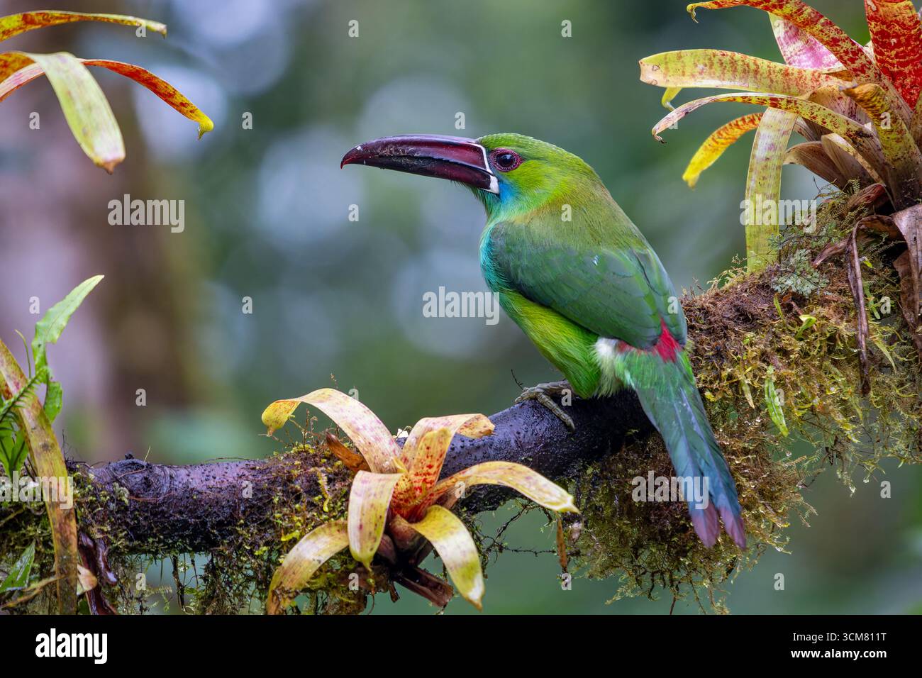 Ein roter Toucanet, Aulacorhynchus haematopygus, thronte auf einem Zweig im Nebelwald in Mindo, Ecuador. Stockfoto
