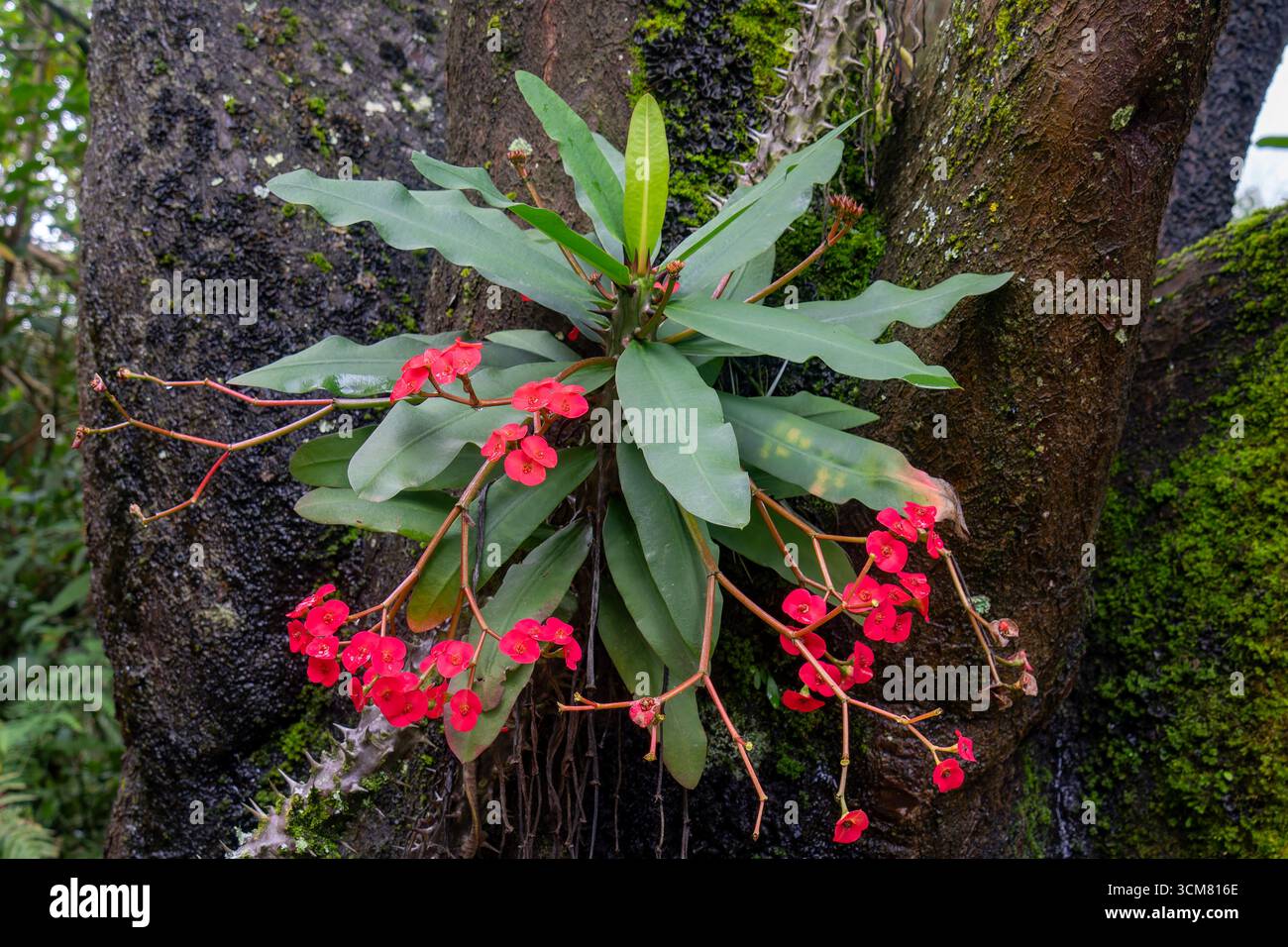 Eine Dornenkrone, Euphorbia milii, in Blüte im Botanischen Garten, La Carolina Park, Quito, Ecuador. Stockfoto