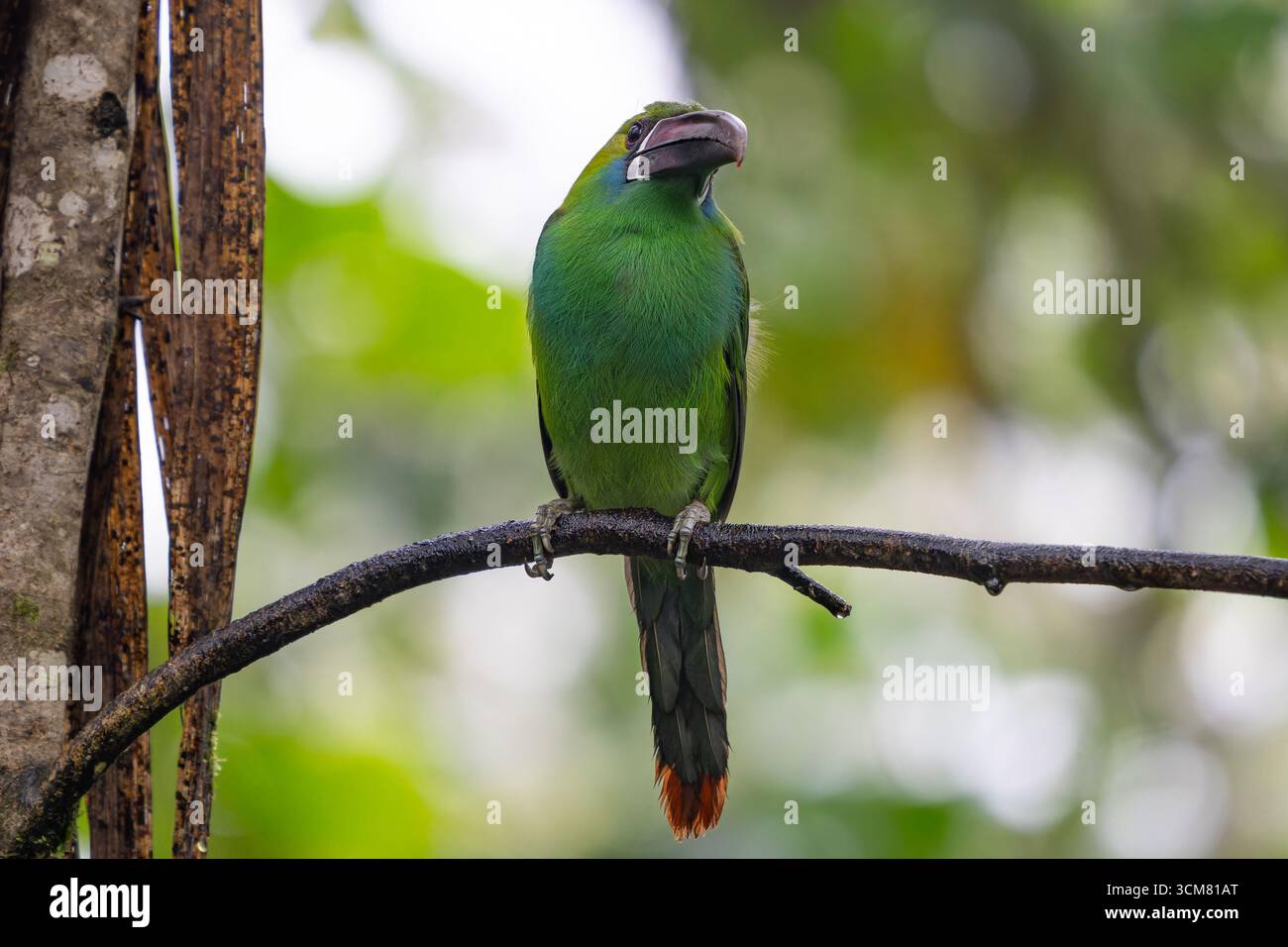 Ein roter Toucanet, Aulacorhynchus haematopygus, thronte auf einem Zweig im Nebelwald in Mindo, Ecuador. Stockfoto